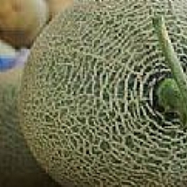 哈密瓜挑選方式